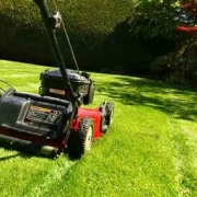 Plantation d'arbres et arbustes pour un jardin paysager.