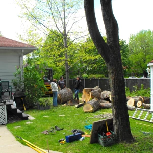 Travaux de taille et d'entretien des arbres fruitiers.