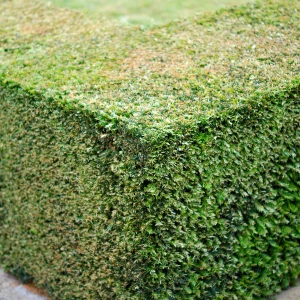 Taille architecturale d’un bosquet à Prigonrieux.